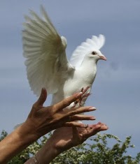 White Celebration Doves 1085850 Image 3